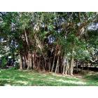 Sarasota: : Backyard Banyan