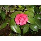 Lake Mary: Camellia in our front yard