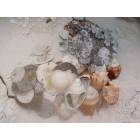 Siesta Key: Shells found on the shores of Siesta Key FL