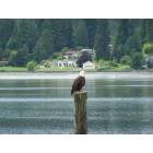 Poulsbo: Posing American Eagle in Liberty Bay, Poulsbo, WA