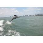 Clearwater: Dolfin in Gulf of Mexico, off shore of Clearwater Florida