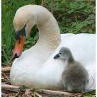 Ocean Grove: Mother swan with her baby.
