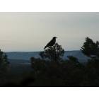 Glorieta: Crow Looking at Glorieta Mesa