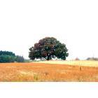 Flint: Large Oak in a field near Flint