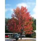 Vinita: : Beautiful trees in the fall season