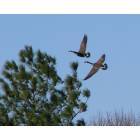 Belhaven: : Geese on the Pungo