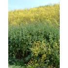 Costa Mesa: Fairview Park - Mustard Weed