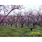 Dover: Peachtree's in bloom @ Drewry Farm & Orchards, Dover, Arkansas, 72837
