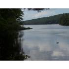 Greenwood: Loon on Twitchell Pond