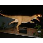 Tucumcari: The Dinosaur Museum