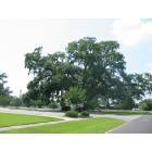 Pelham: : Oak Tree at Suntrust Bank