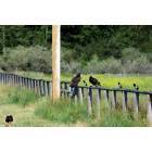 Stevensville: Turkey Vultures & Magpies feeding on deer carcass - Bell Crossing Rd. in Stevensville