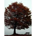 Bellingham: : Maple tree in the fog at Boulevard Park