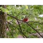 Fort Smith: Cardinal Red Bird