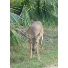 Big Pine Key: Big Pine Key Deer