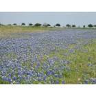 Flatonia: Texas Bluebonnets