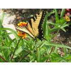 West Paterson: : butterfly
