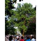 Carrboro: The Weaver Street Sacred Tree