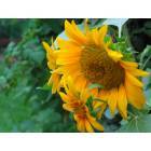 West Paterson: : sunflowers