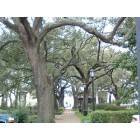 Savannah: : beautiful trees in downtown Savannah