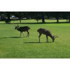 Pacific Grove: : Deer that roam through Pacific Grove