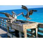 North Miami Beach: Pelicans @ Miami Beach