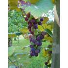 Galax: Grapes of Galax-August 2006