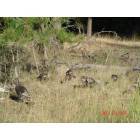 Colville: : turkeys at Colville,Washington