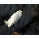 Sanibel: : Snowy Egret sits on a rock in the Ding Darling Nature preserve