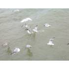 Chincoteague: : Seagulls