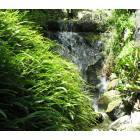Encinitas: Waterfall at Quail Botanical Gardens in Encinitas