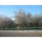 Almond Orchards in Full Bloom