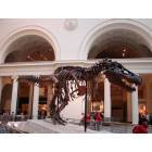 Chicago: : "Sue" at the Field Museum, Chicago, ILLINOIS