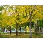 Olympia: Fall Colors by Employment Security Building on Maple Park
