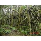 Vernonia: trestle coming out of town from old saw mill