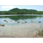Goodview: geese on Lake Goodview