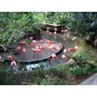 Tampa: Pink Flamingos