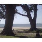 Pascagoula: : Beach Blvd surrounded by the beautiful Gulf on one side and beautiful Oak trees on the other side