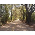 Ridgeland: Old Agency Road (Looking East)