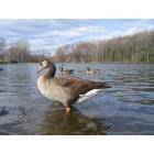 Shrewsbury: Geese in a pond in Dean Park - Shrewsbury, MA