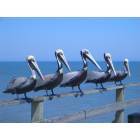 Kure Beach: : Gorgeous Pelicans on the pier