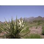 Las Cruces: : Organ Mountains as background for NM State Flower - Yucca