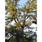 Mason: Do the residents of Mason actually own these beautiful old oak trees that shade so many yards, or are they just given the opportunity to care for them?