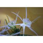 Houma: : WHITE SPIDER LILY FLOWER