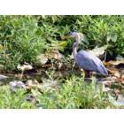 Milford: Great Blue Heron along the Mispillion River Walk - Milford, DE