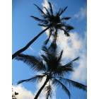 Honolulu: : Palm Tree