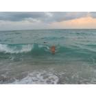 Jupiter: Golden Retriever body surfing at Jupiter Dog Beach