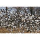 Greenville: Huge flock of geese