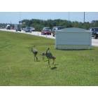 Sarasota: : Sandhill Crane family forages near highway