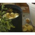 Sarasota: Ducklings that hatched in lanai planter where their mother laid eggs